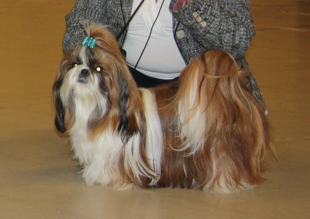 Shih Tzu Danmark